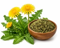 Dandelion Powder