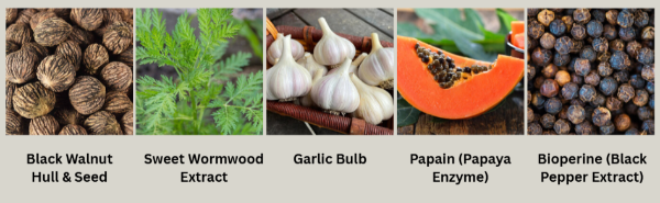 ParaMD-Parasite-Cleanse-Ingredients